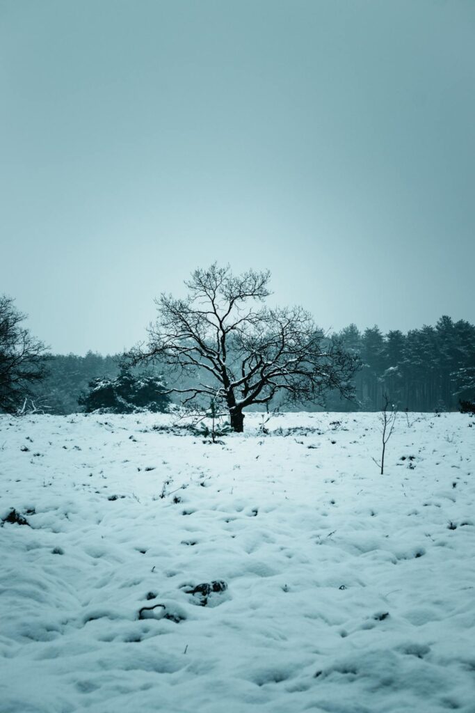 Sneeuwlandschap winter