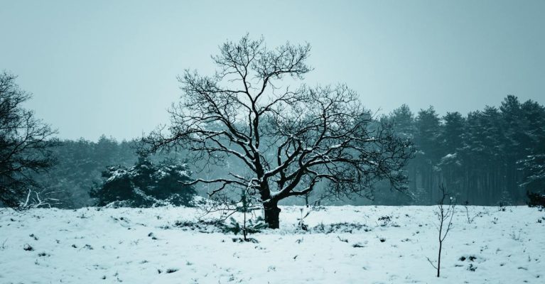 Sneeuwlandschap winter