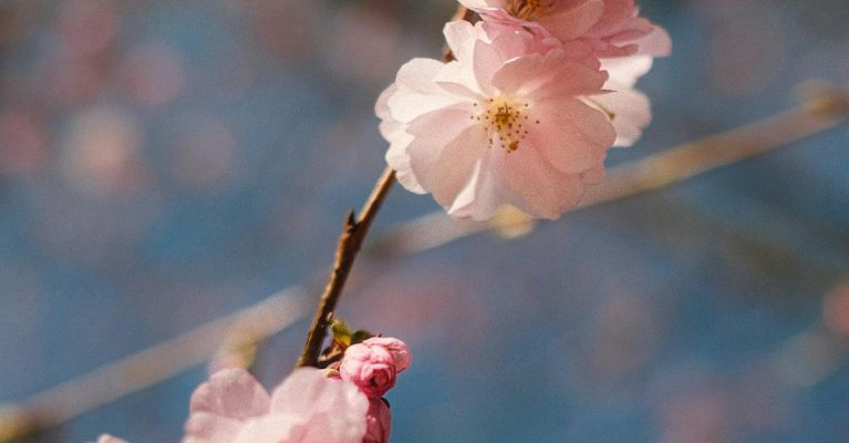 Voorjaarsbloemen in volle bloei
